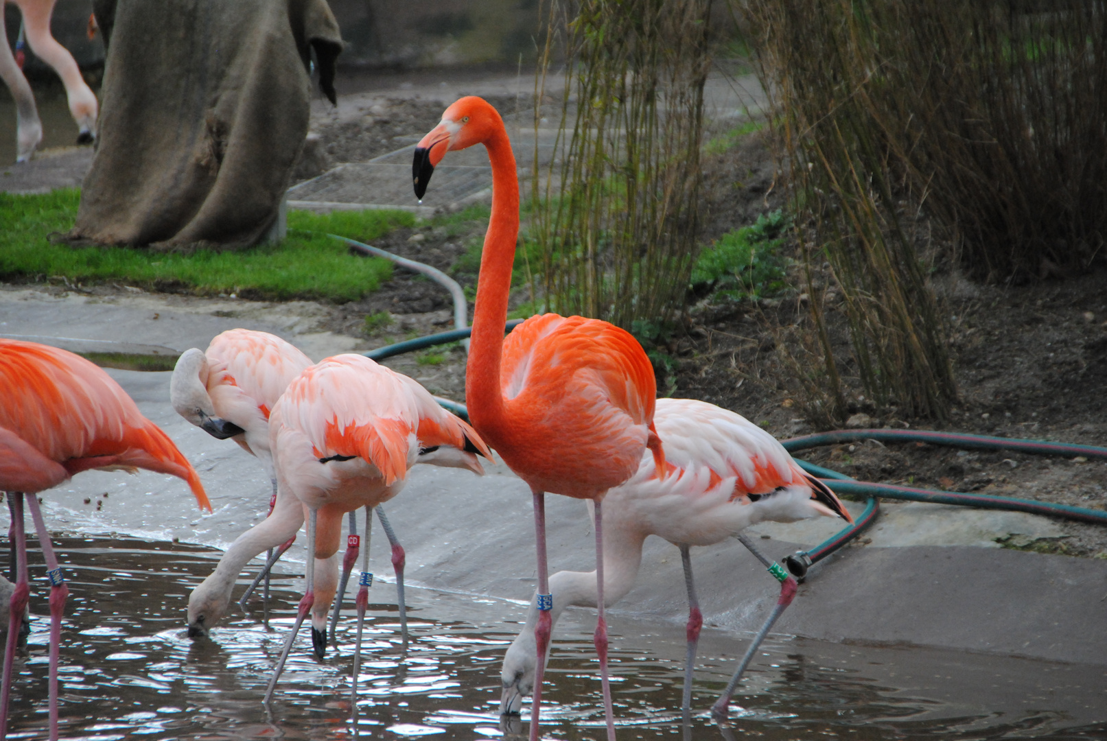 Flamingo im Gehege Zoo Leipzig