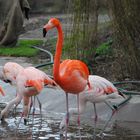 Flamingo im Gehege Zoo Leipzig