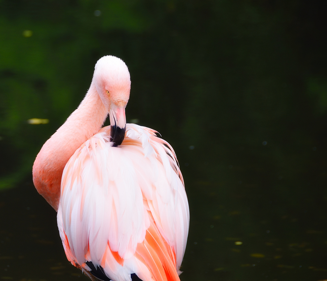 Flamingo - im Höhenpark Killesberg in Stuttgart