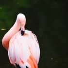 Flamingo - im Höhenpark Killesberg in Stuttgart