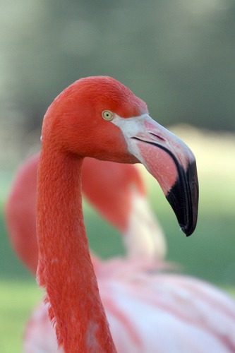 Flamingo im Kölner Zoo