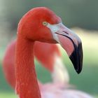Flamingo im Kölner Zoo