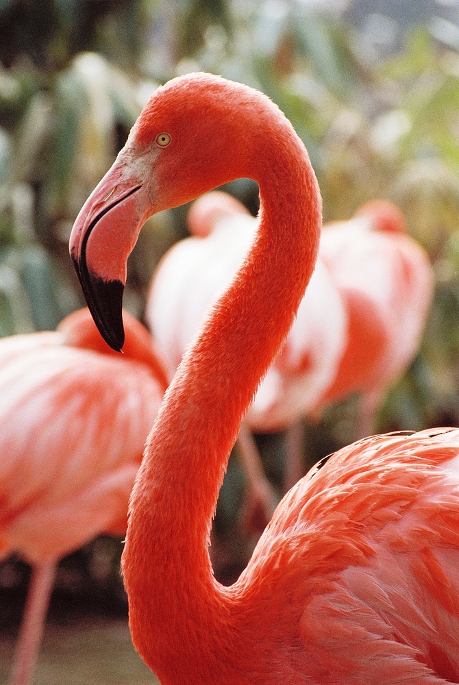 Flamingo im Kölner Zoo