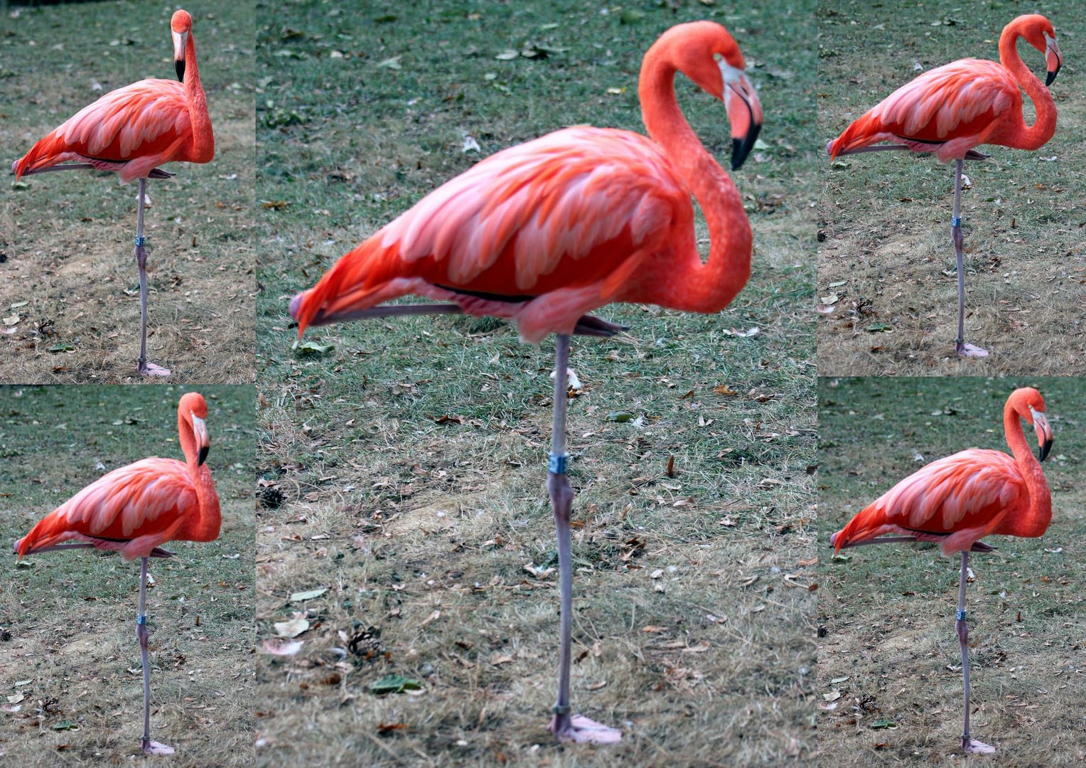 Flamingo im Kölner Zoo