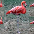 Flamingo im Kölner Zoo