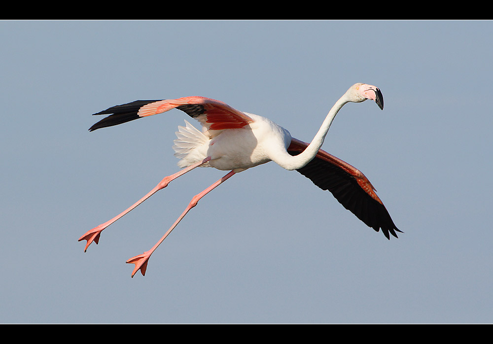 Flamingo im Landeanflug