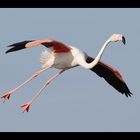 Flamingo im Landeanflug