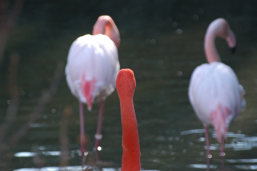 Flamingo im Leipziger Zoo