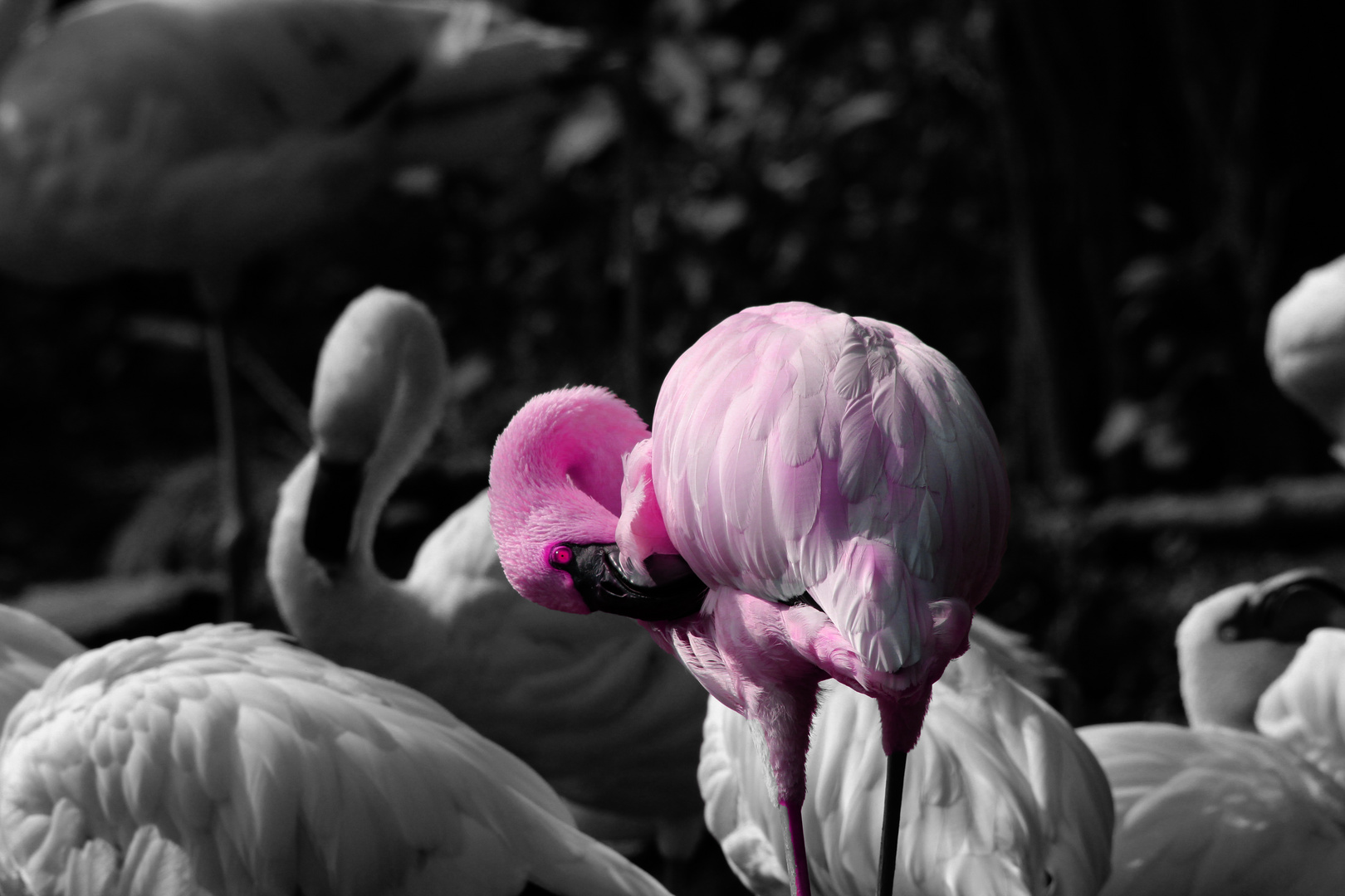 Flamingo im Leipziger Zoo