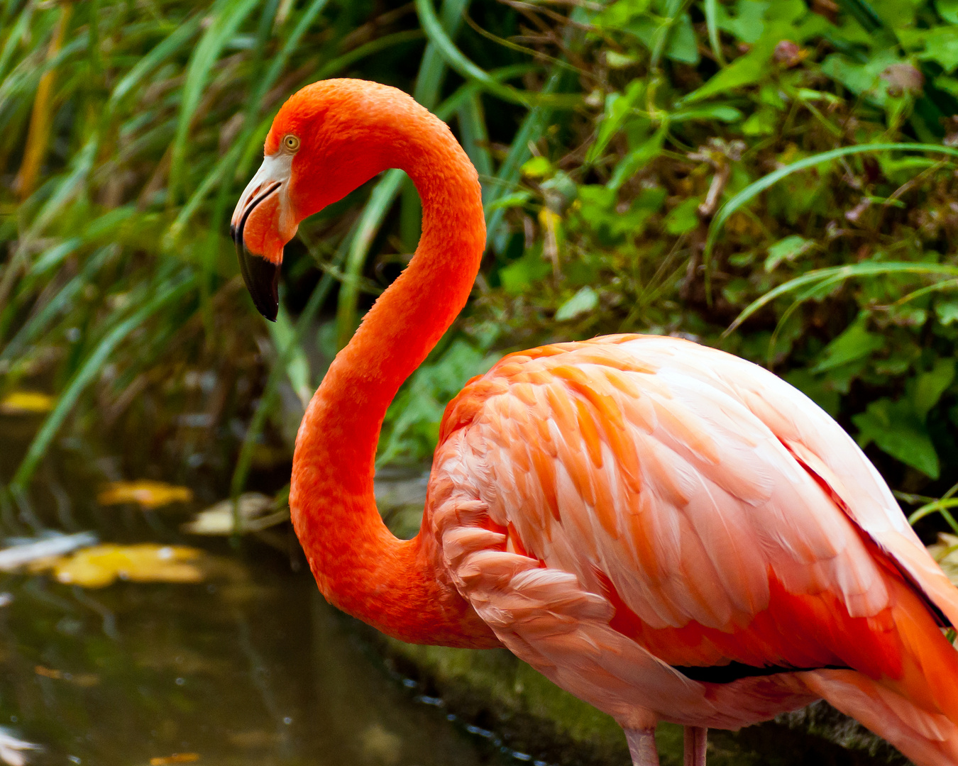 Flamingo im Leipziger Zoo