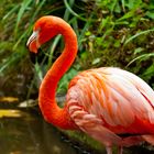 Flamingo im Leipziger Zoo