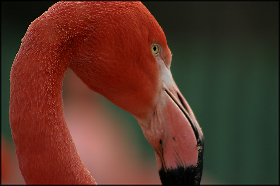 .flamingo im magdeburger zoo