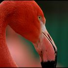 .flamingo im magdeburger zoo