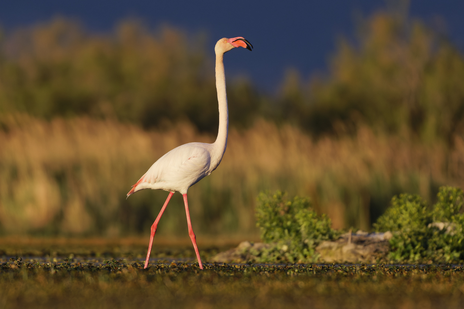 Flamingo im Morgenlicht
