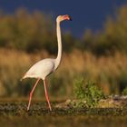Flamingo im Morgenlicht
