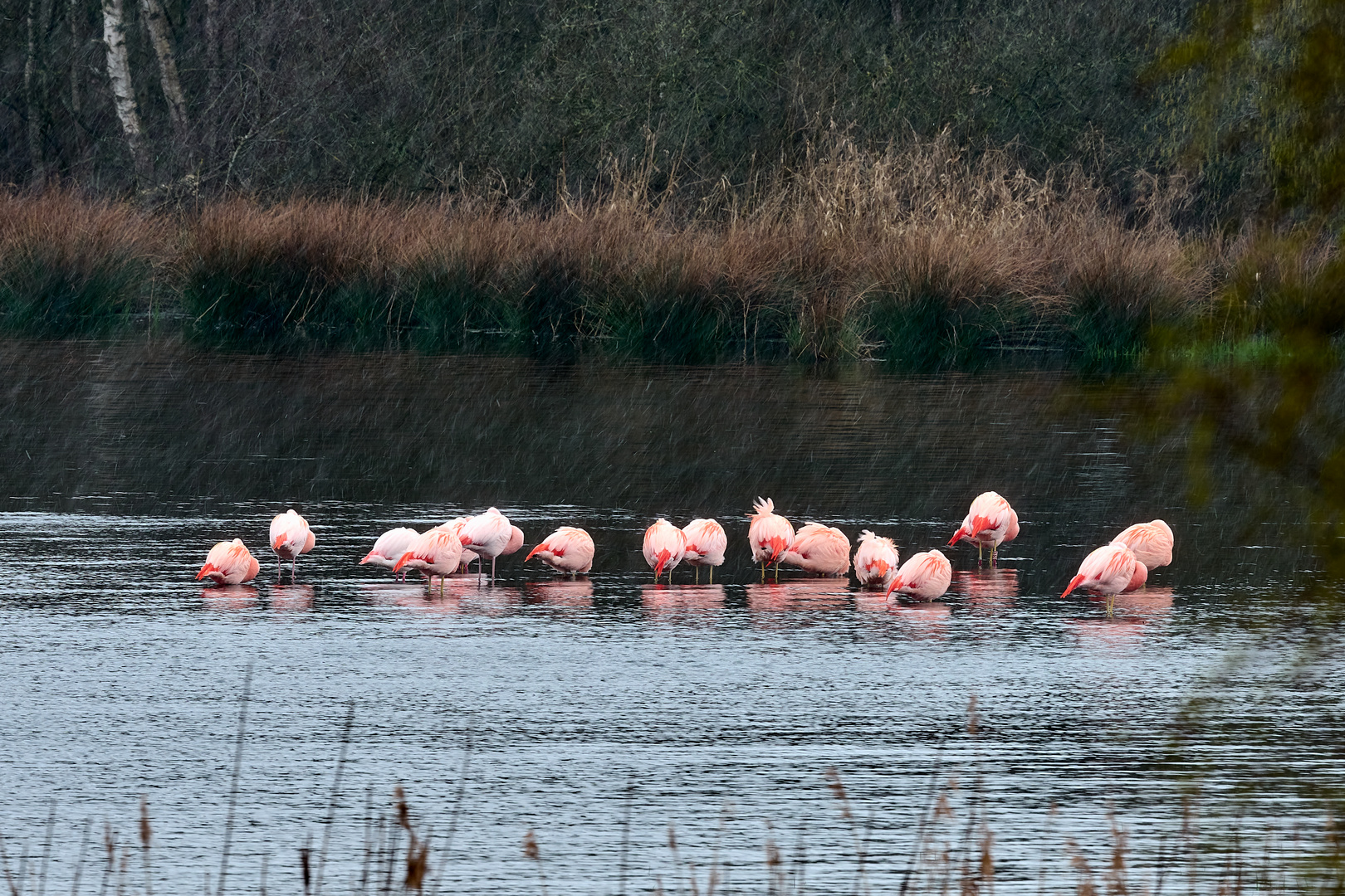 Flamingo im Münsterland 3