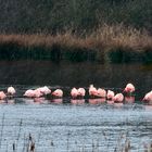 Flamingo im Münsterland 3