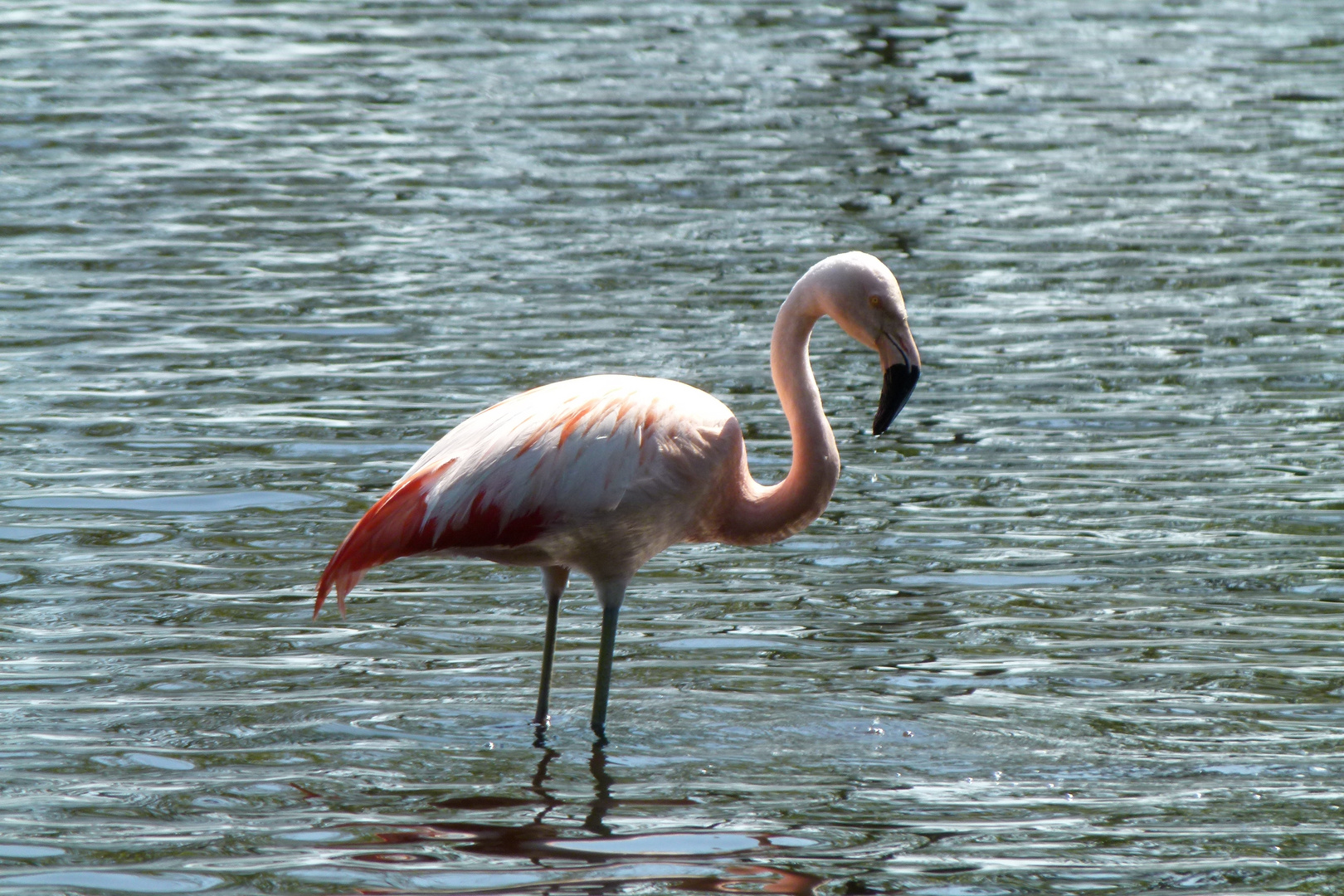 Flamingo im Münsterland