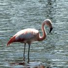 Flamingo im Münsterland