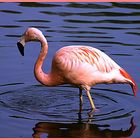 Flamingo im Nürnberger Zoo