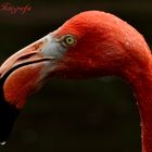 Flamingo im Portrait