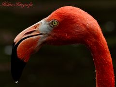 Flamingo im Portrait