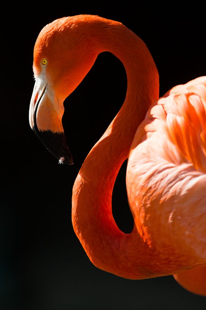 Flamingo im Profil