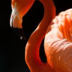 Flamingo im Profil