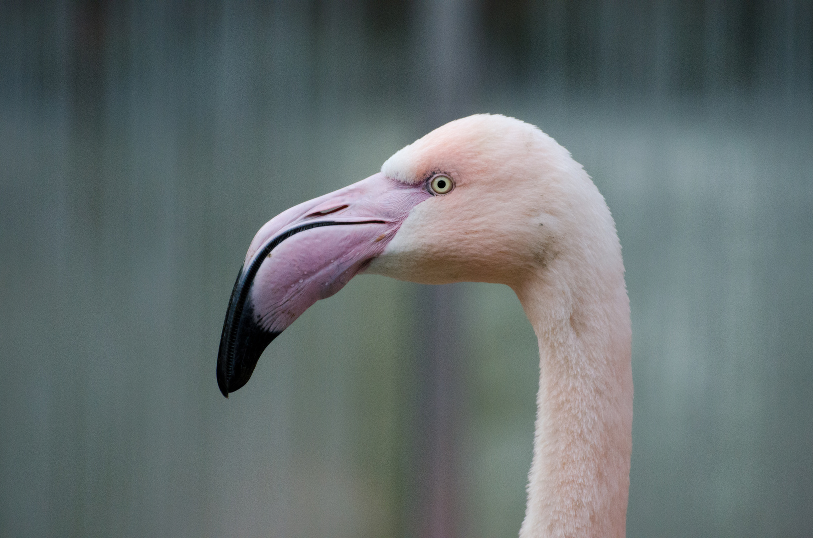 Flamingo im Profil