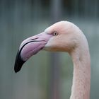 Flamingo im Profil