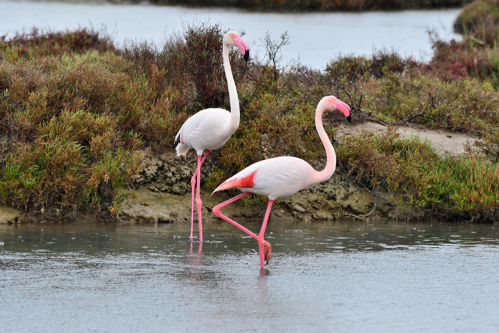 Flamingo im Regen