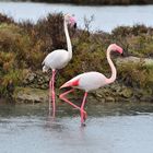 Flamingo im Regen