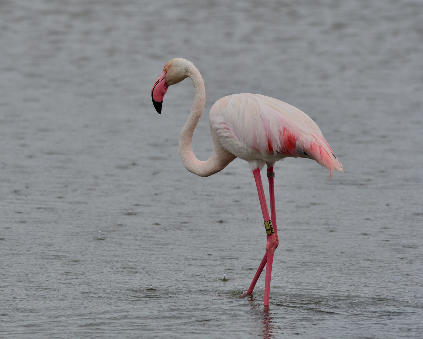 Flamingo im Regen