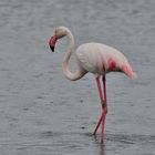 Flamingo im Regen