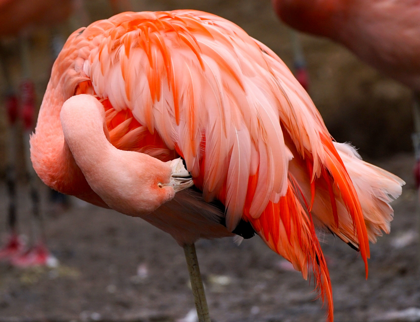 Flamingo im Reinigungsmodus ...