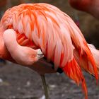 Flamingo im Reinigungsmodus ...
