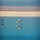 Flamingo im Salar de Atacama