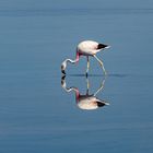 Flamingo im Salar de Atacama