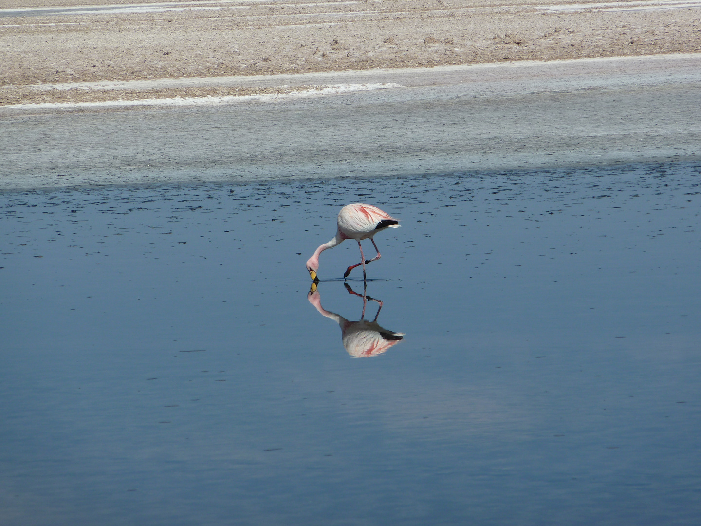 Flamingo im Salzsee