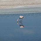 Flamingo im Salzsee