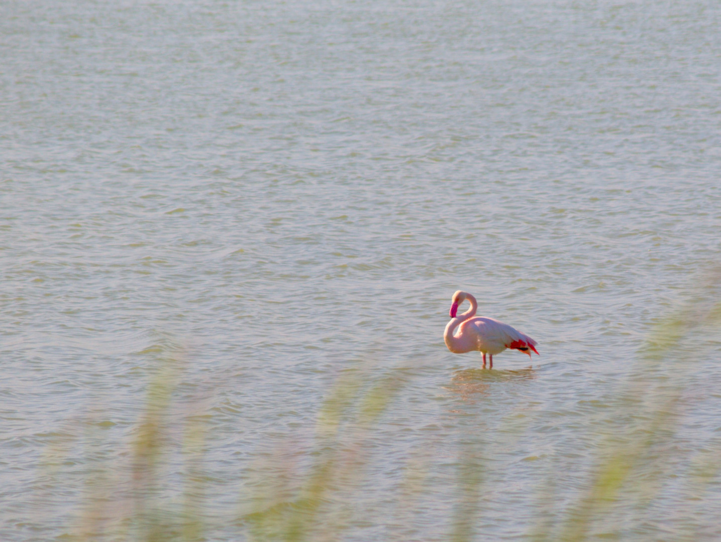 Flamingo im Salzsee