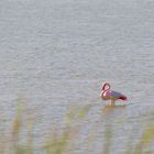 Flamingo im Salzsee