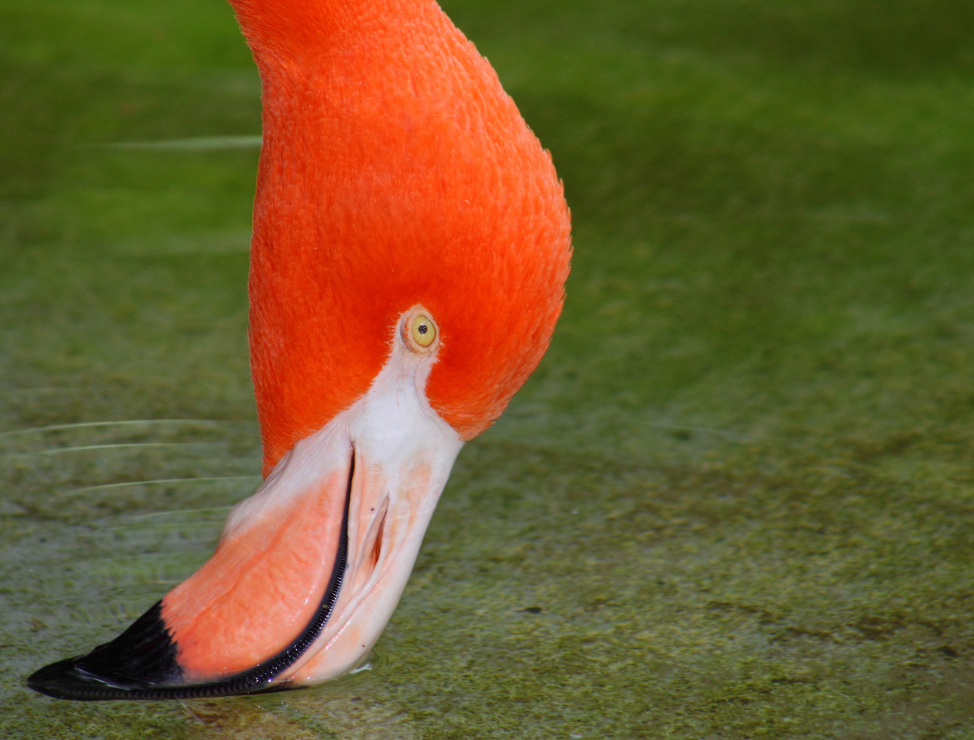 Flamingo im San Diego Zoo