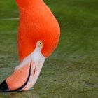 Flamingo im San Diego Zoo