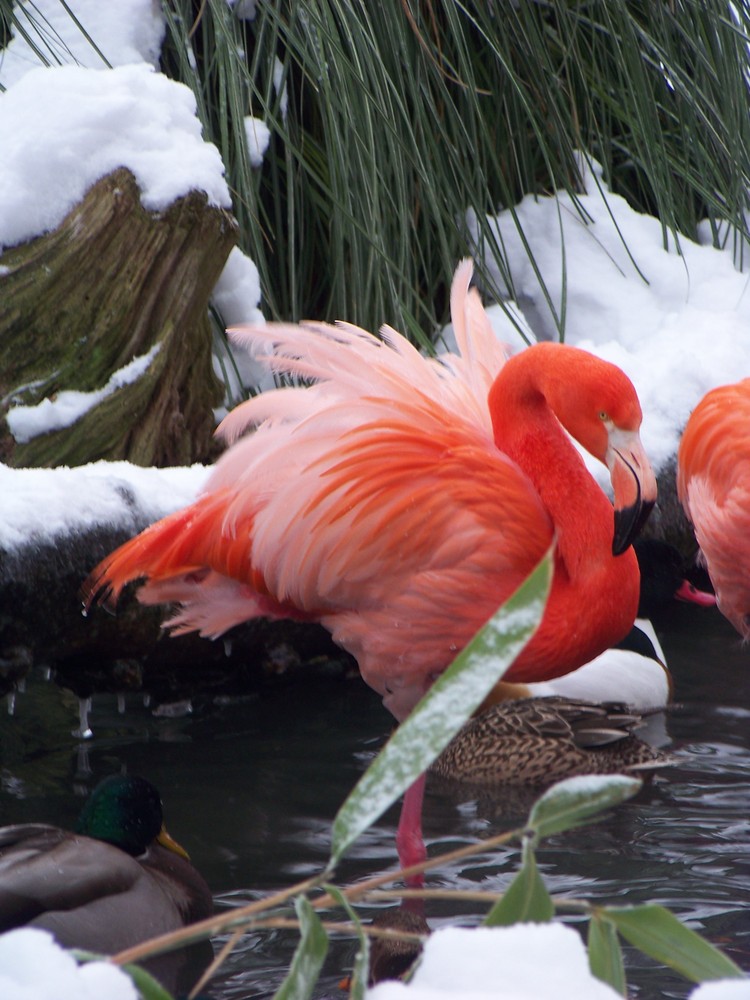 Flamingo im Schnee