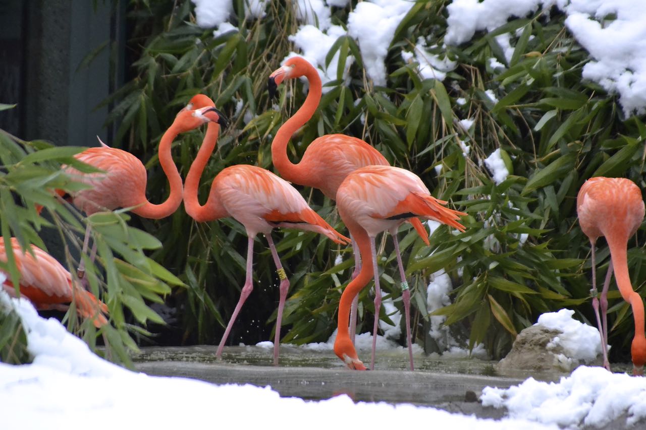 Flamingo im Schnee