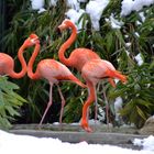 Flamingo im Schnee