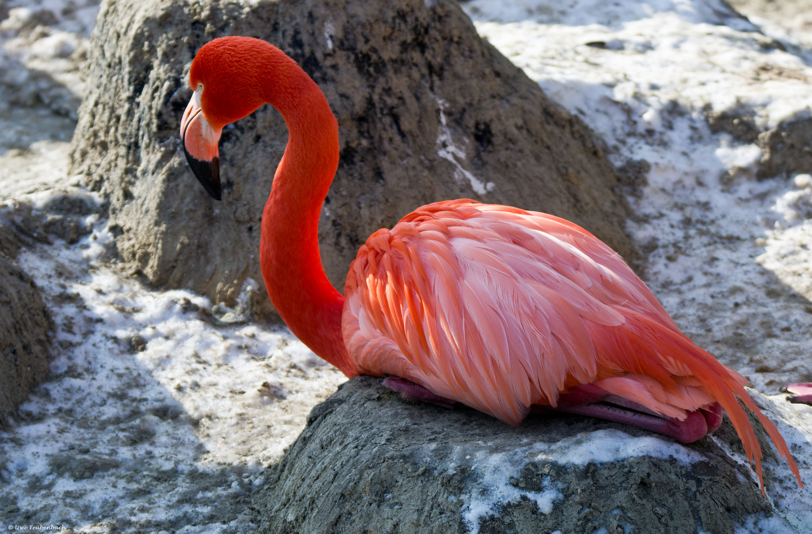 Flamingo im Schnee