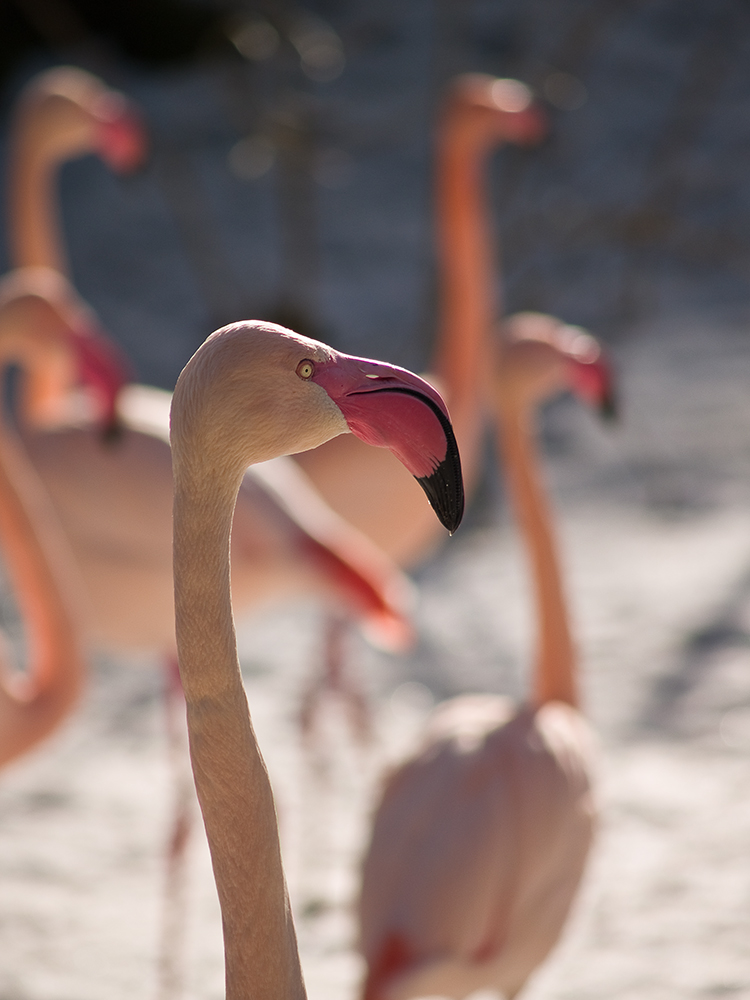 Flamingo im Schnee