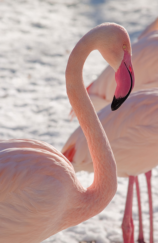 Flamingo im Schnee II